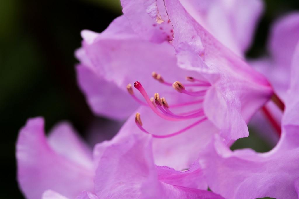 rhododendron_mai2015_gt